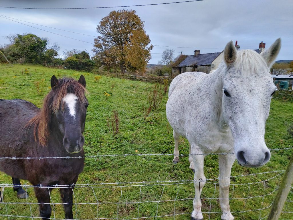 Two horses, coming regularly to my garden.